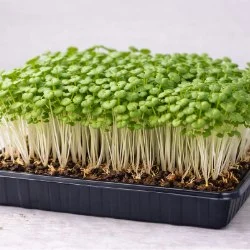 Microgreens category