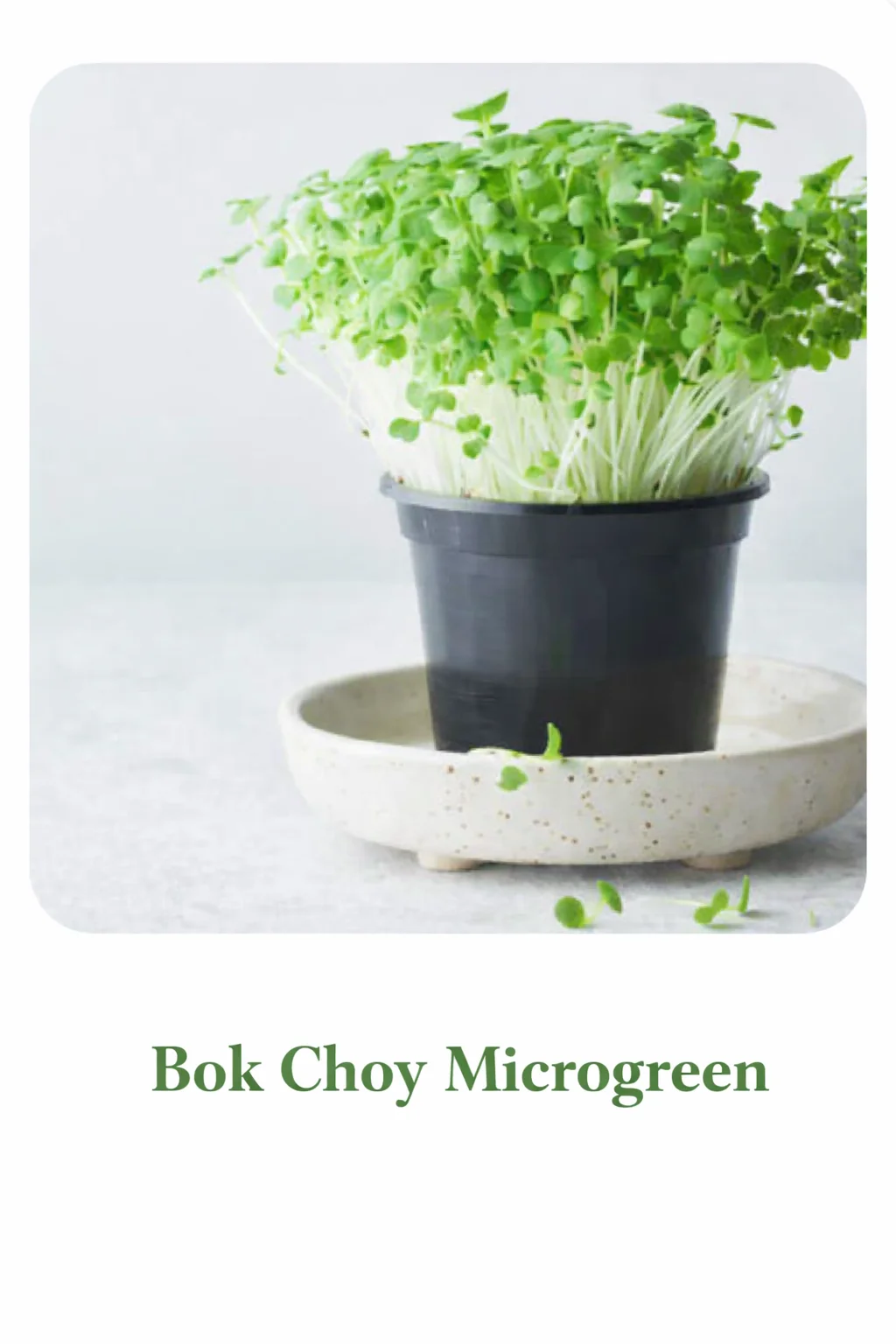Bokchoy – Live Microgreens - 300gm