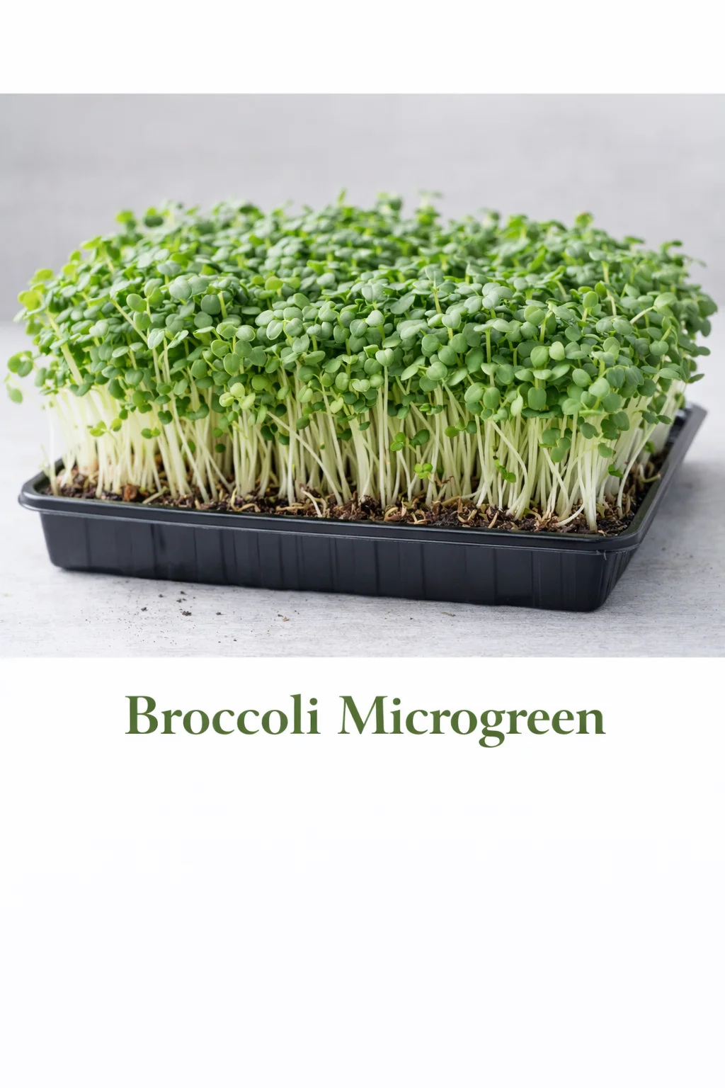 Broccoli – Live Microgreens - 300gm