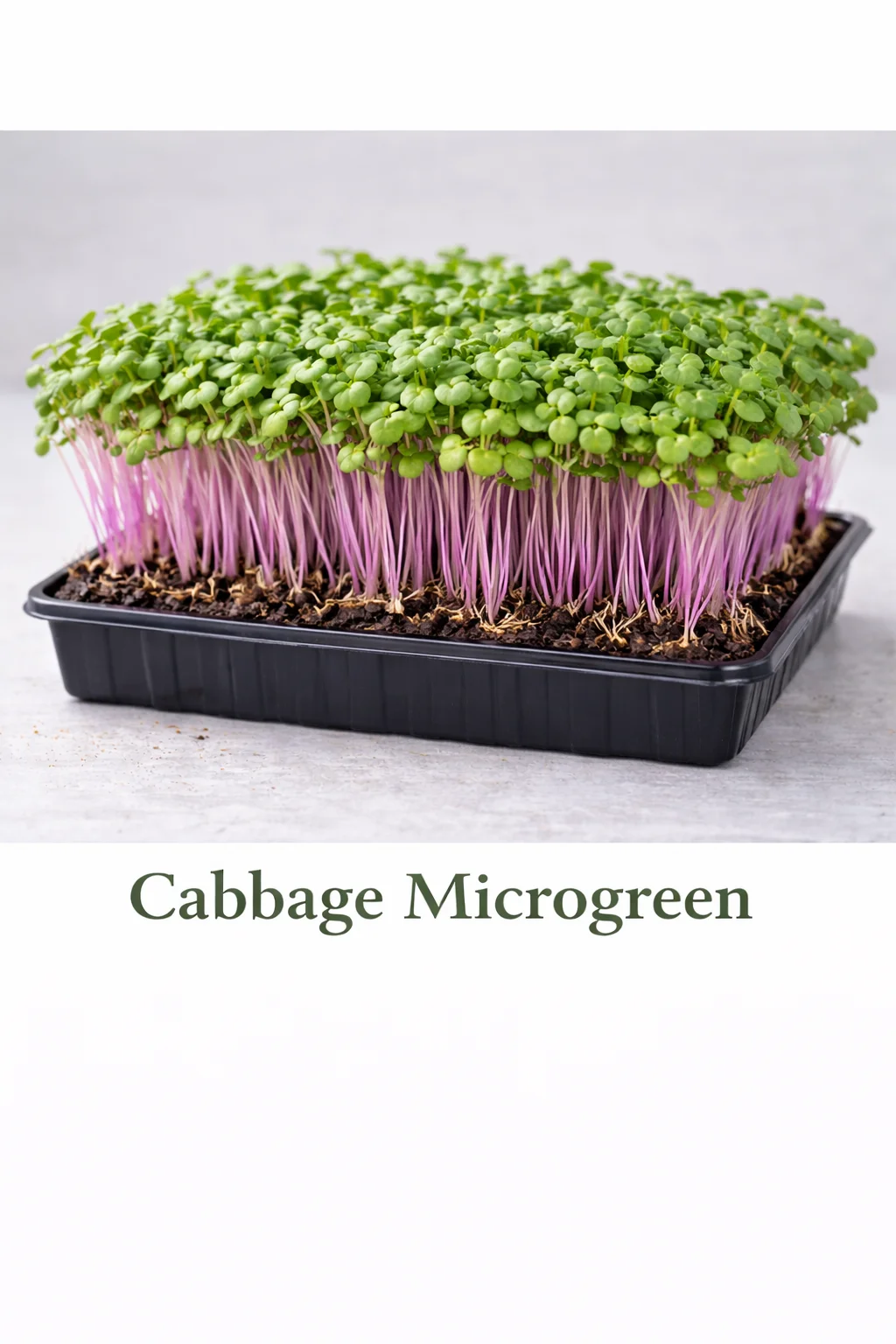 Cabbage – Live Microgreens - 300gm