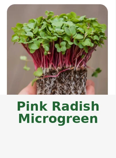 Pink Radish – Live Microgreens - 300gm