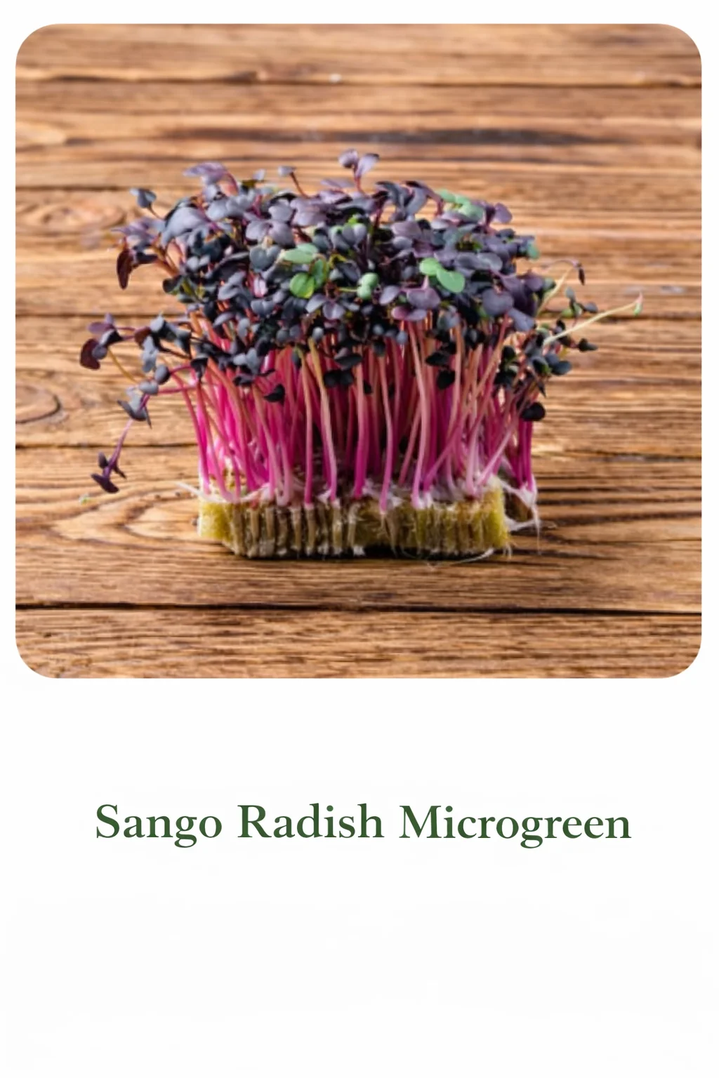 Sango Radish  Live Microgreens - 300gm