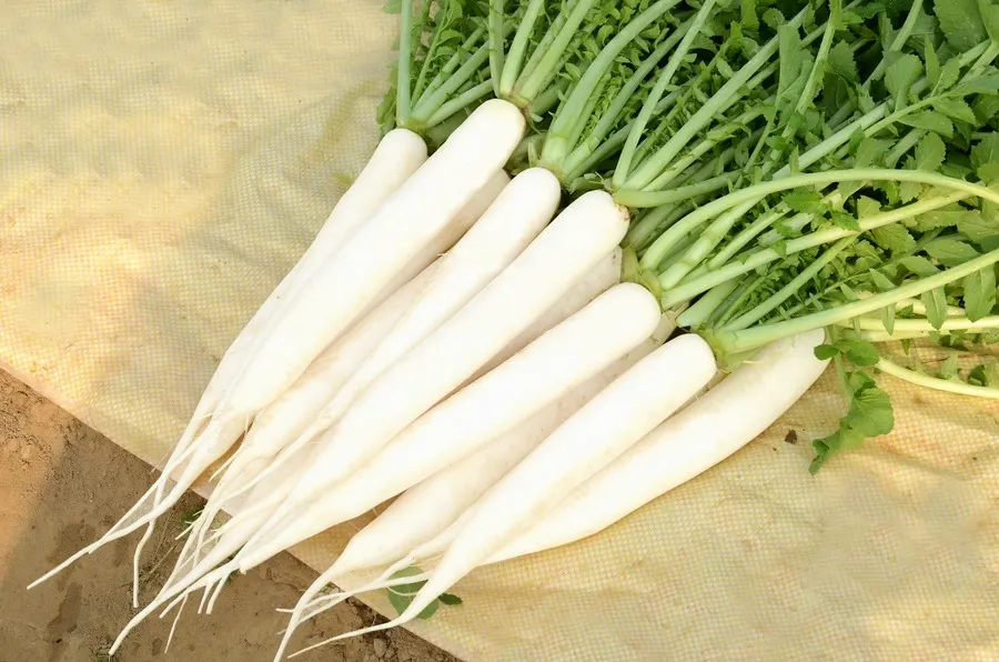 Radish (Mooli) from Rohit