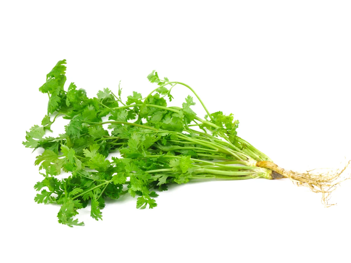 Coriander (Dhania patta) From Vivek  