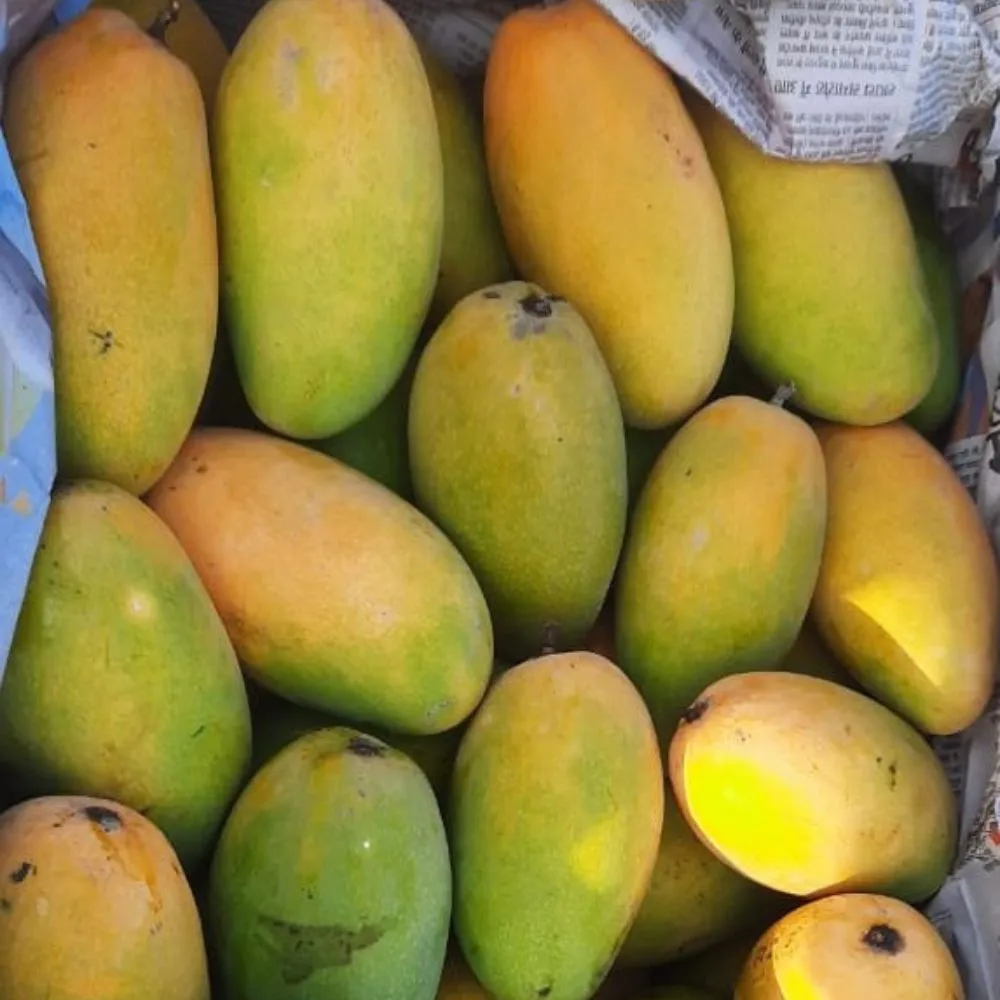 Dashari Mango - Lucknow (Dashahri Aam - Lucknow) - 500g from Imran