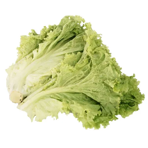 Green Lettuce (Hara Lettuce)-500 from Bhole fruits and vegetable