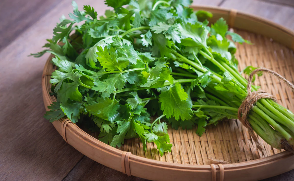 Fresh green Coriander (Dhaniya) - 100 g from Green Garden