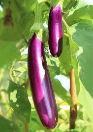 Long Eggplant (Lamba Baingan)-500g from Manoj bhati