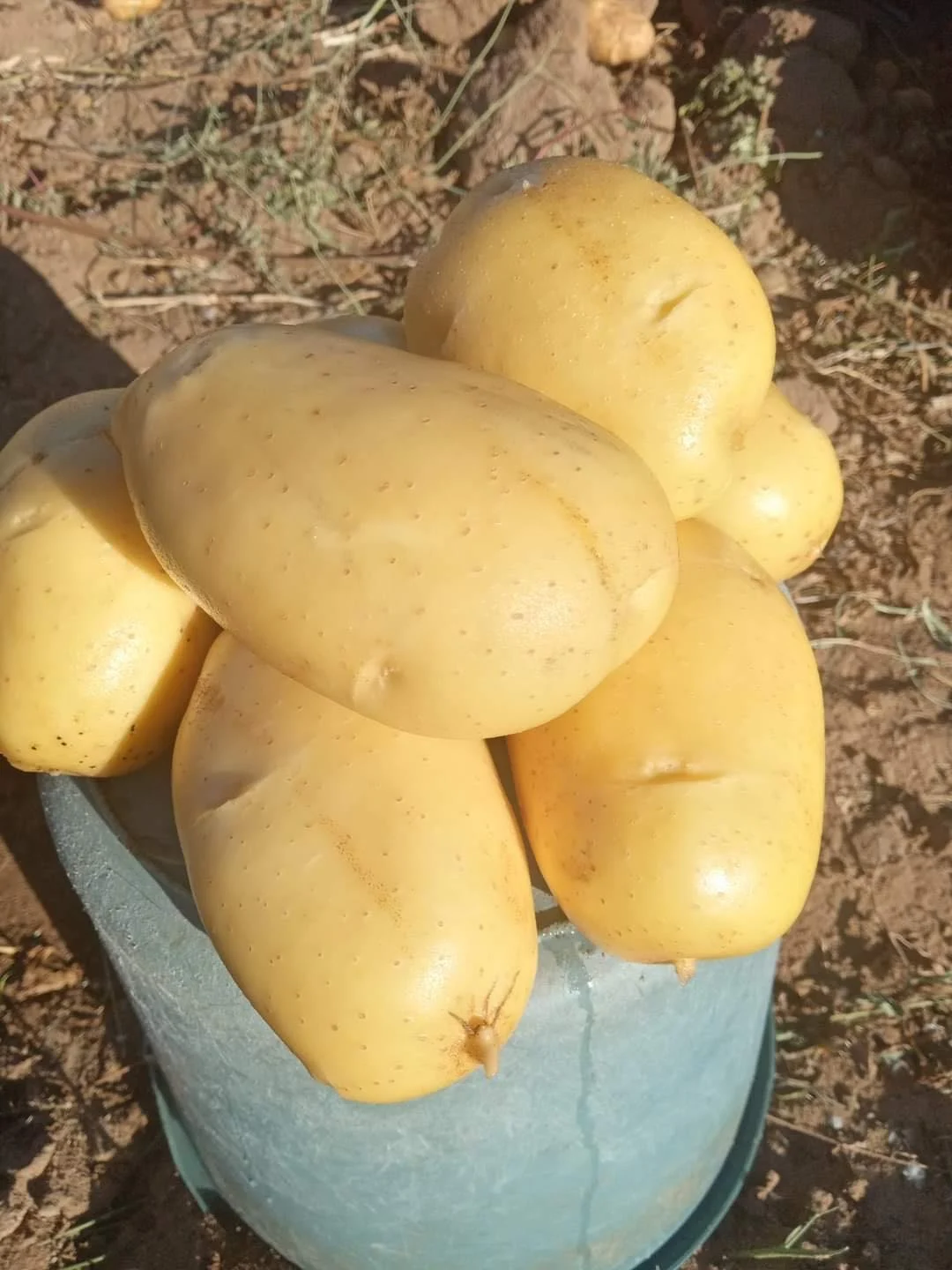 Chipsona Aloo -  (500gm)  From Shivani fruits and Vegetables