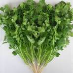 Green Coriander (Dhaniya) - 100 gm From Pramod Kumar
