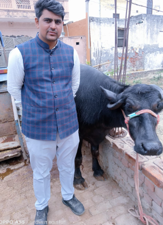 Fresh A2 Cow Milk From Rabin