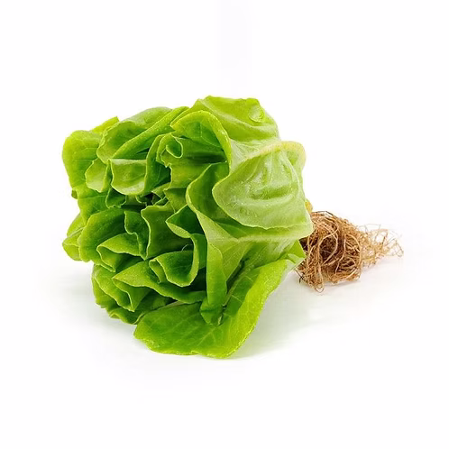 Only Hydroponics Lettuce butterhead - (120-250gm)