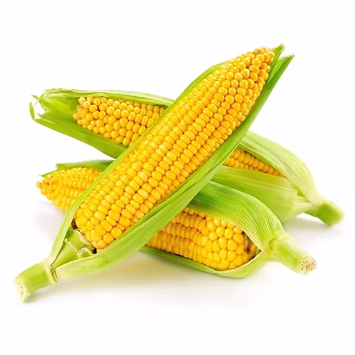 Only Hydrophonics Sweet corn (Organically grown) -500gm