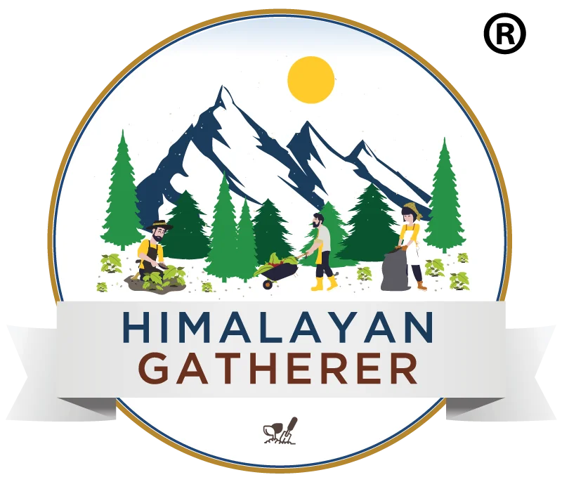 HIMALAYAN GATHERER
