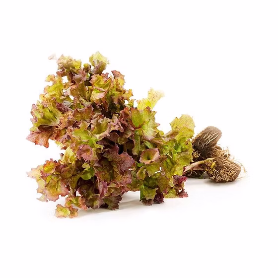 Only Hydroponic lettuce (lollo ross) - ( 120-250gm)