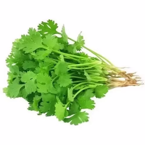 Only Hydrophonics Coriander (dhaniya) Organically grown 1bunch- 250gm
